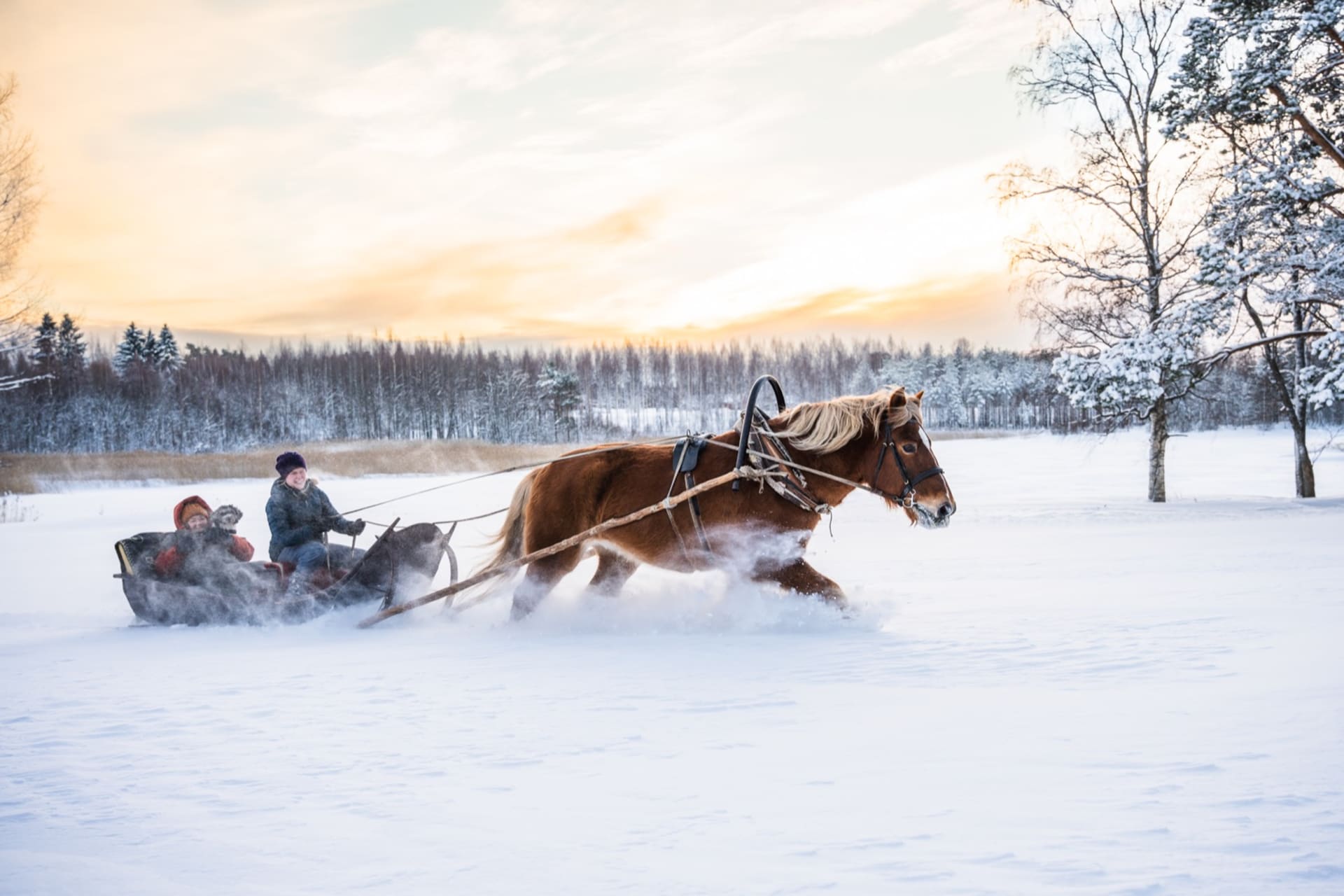 Sleigh ride on a Finnish horse in the countryside, Lake Saimaa region ...