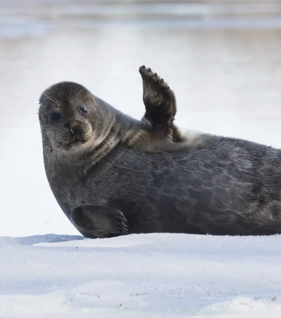 Saimaannorppa makoilee jäällä ja näyttää vilkuttavan kuvaajalle