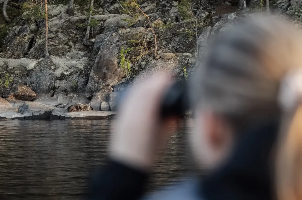Nainen kiikaroi norppaa Linnasaaren kansallispuistossa